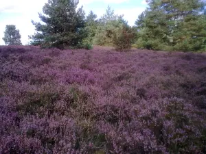 Moorland heather covered