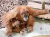 Orang-Utan (© JE)