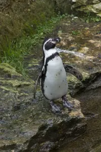 Bioparco Doue-la-Fontaine