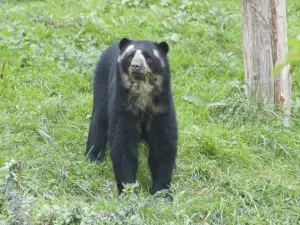 Bioparco Doue-la-Fontaine