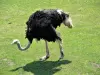 Ostrich (© JE)